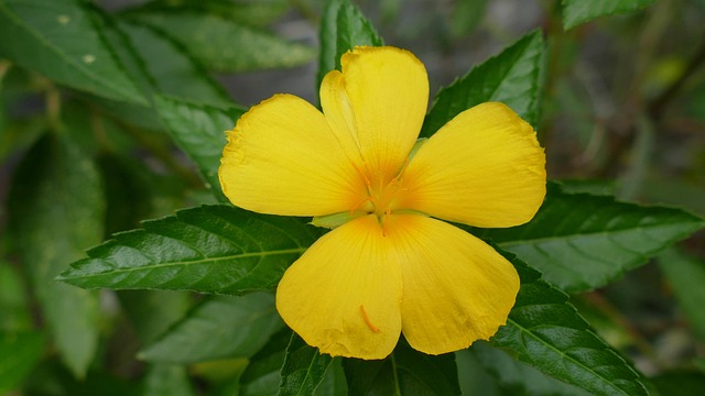 Bóng đá Việt Nam 8xbet: Cá độ trực tuyến tại online casino